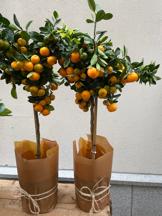 Citrusträd