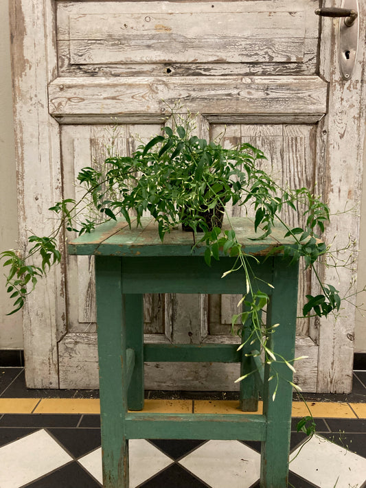 Blommande växt Vippjasmin