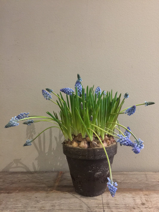 Blå Pärlhyacint i lerkruka