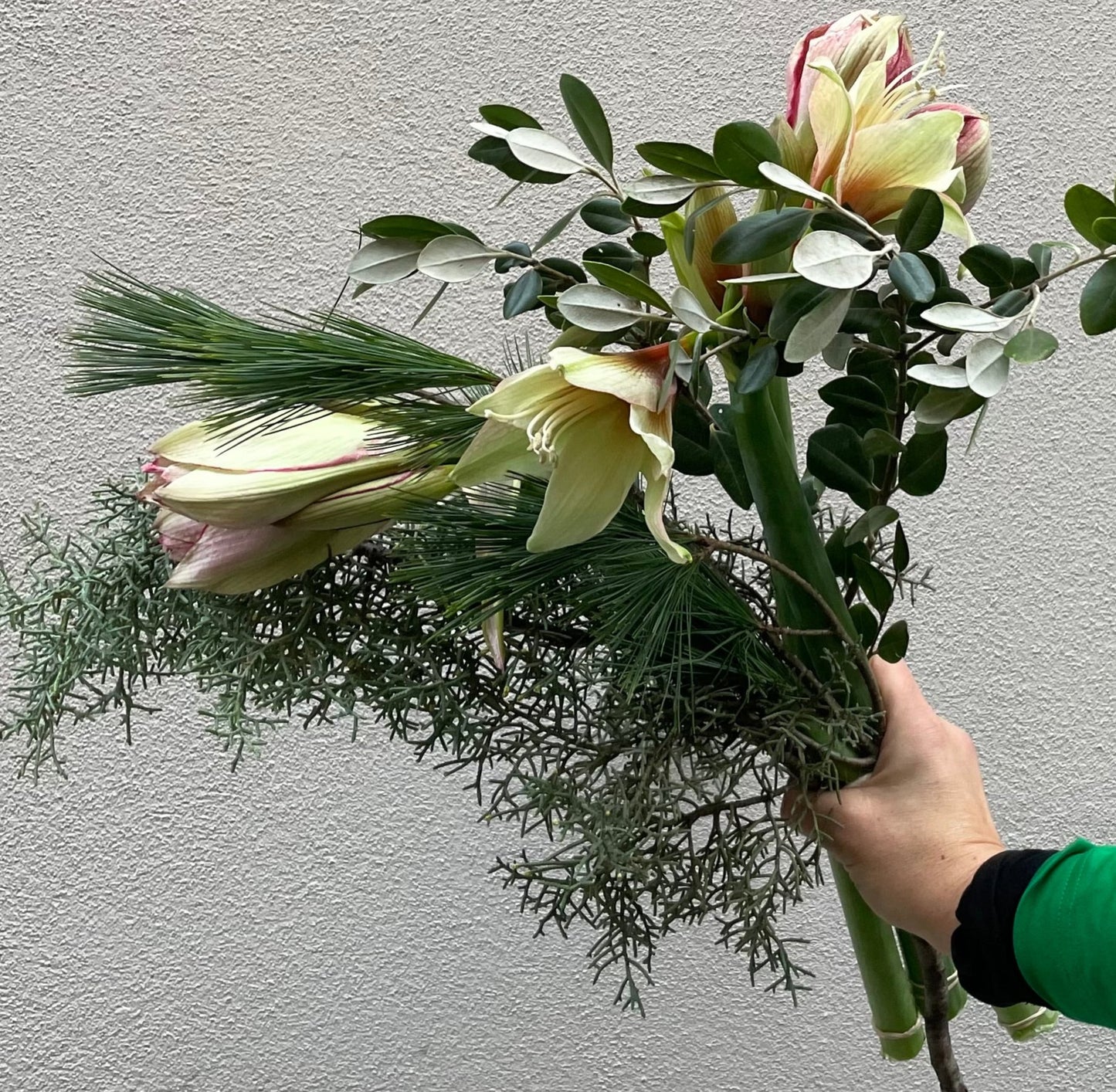 En kyss av Amaryllis!