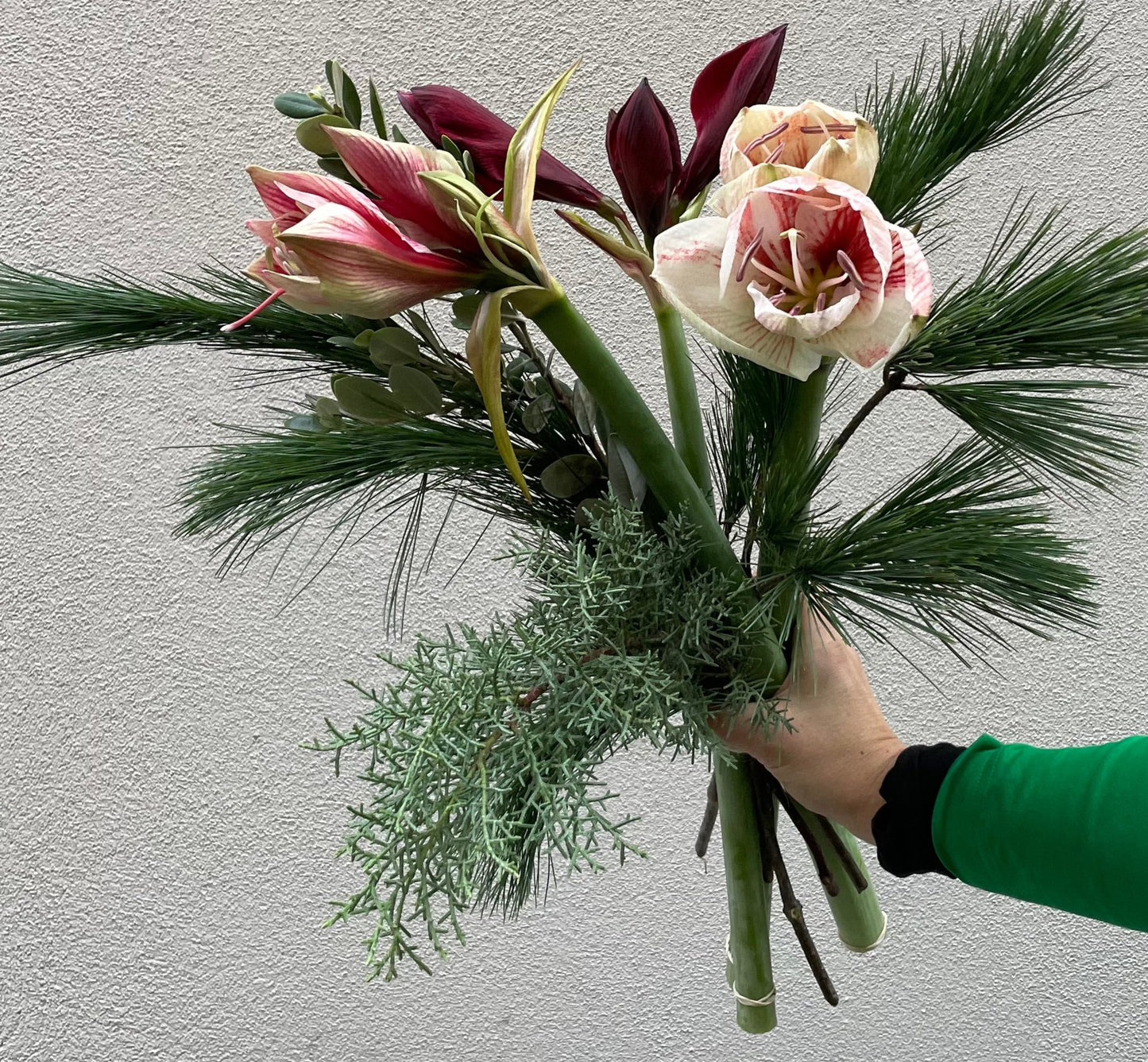 En kyss av Amaryllis!