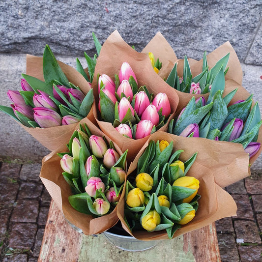 Svenskodlade tulpaner