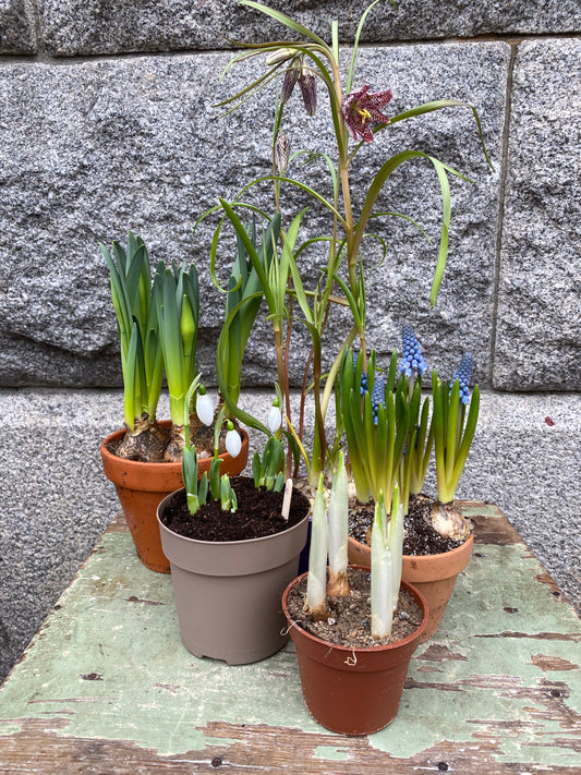 Blomrums Vårlöksblandning