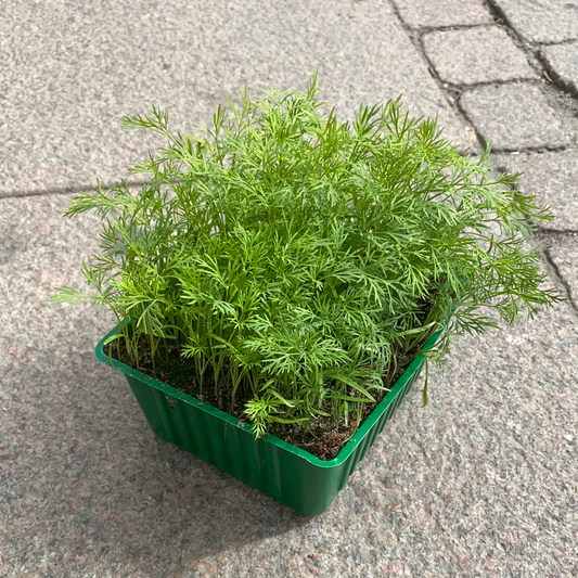Dill, svenskodlad.