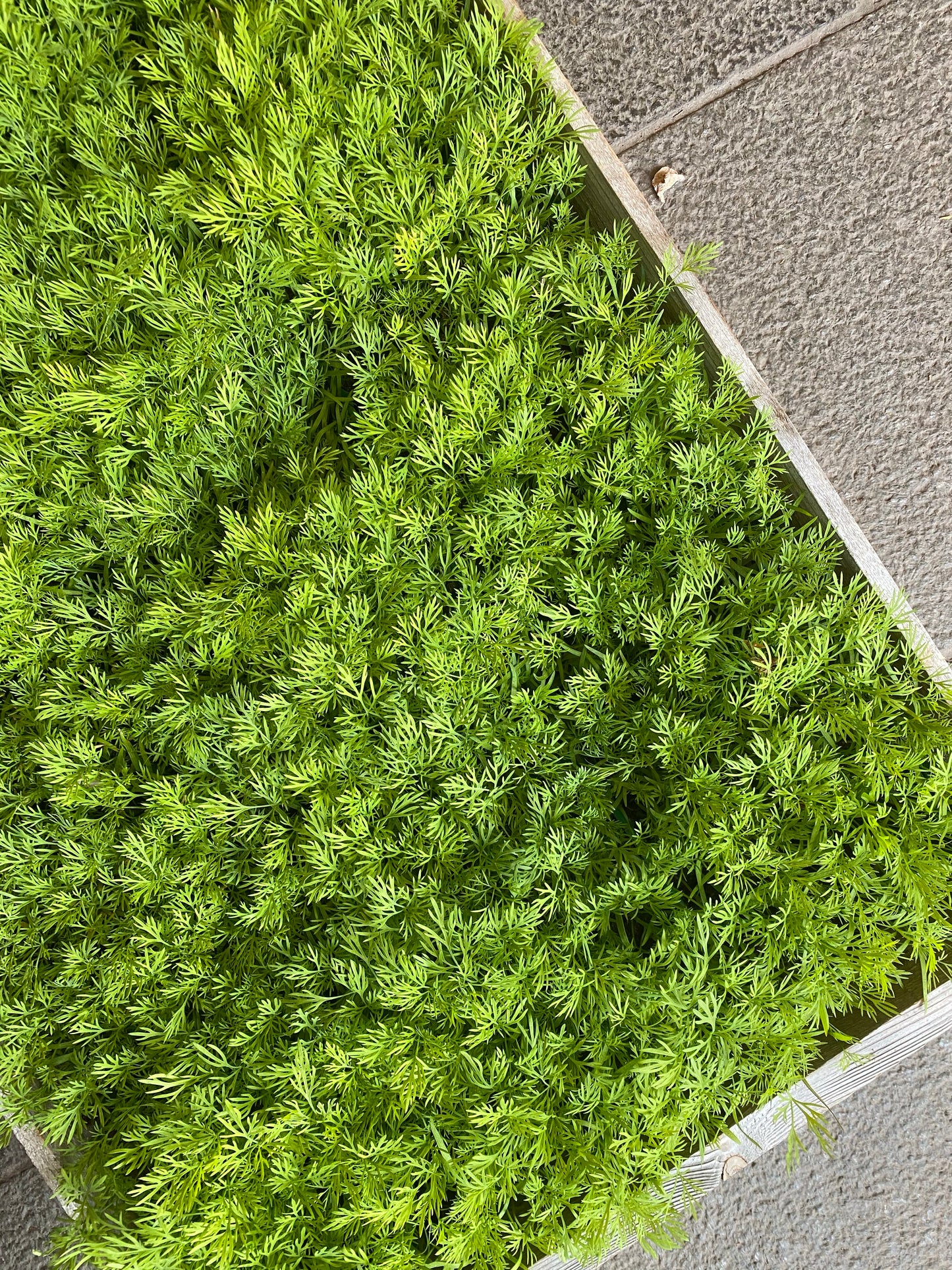 Dill, svenskodlad.
