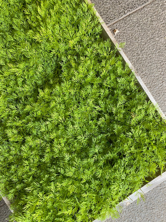 Dill, svenskodlad.